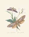 An epitome of the natural history of the insects of New Holland, New Zealand Pl.37