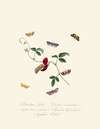 An epitome of the natural history of the insects of New Holland, New Zealand Pl.39