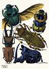 Insectes Pl.07