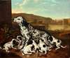 Dalmatian dog with puppies