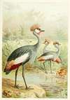 East African Balearic Crane