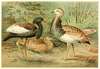 Florican and Macqueen’s Bustard