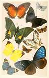 Typical Butterflies