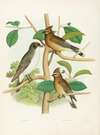 Kingbird, Cedar-birds