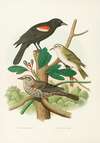 Redwing Blackbird, Red-eyed Vireo