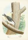 White-bellied Nuthatch