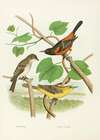 Wood Pewee, Orchard Oriole