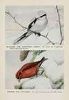Butcher the Northern Shrike, Snipper the Crossbill