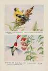 Chicoree the Goldfinch, Hummer the Ruby-throated Hummingbird