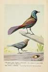 Creaker the Purple Grackle, and the Male Cowbird
