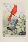 Glory the Cardinal, Kitty the Catbird