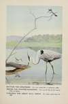 Rattles the Kingfisher, Teeter the Spotted Sandpiper, Longlegs the Great Blue Heron