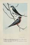 Skimmer the Tree Swallow, Forktail the Barn Swallow