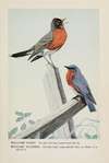 Welcome Robin, Winsome Bluebird