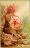 Star Fishes