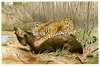 Jaguar killing Tapir