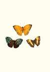 The genera of diurnal lepidoptera pl08
