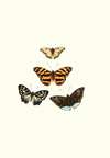 The genera of diurnal lepidoptera pl09