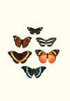 The genera of diurnal lepidoptera pl11