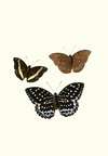 The genera of diurnal lepidoptera pl12