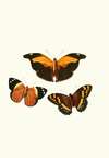 The genera of diurnal lepidoptera pl14