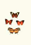 The genera of diurnal lepidoptera pl17