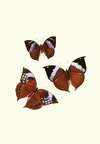 The genera of diurnal lepidoptera pl20