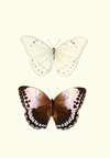 The genera of diurnal lepidoptera pl24