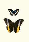The genera of diurnal lepidoptera pl25