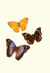 The genera of diurnal lepidoptera pl26