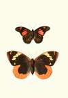 The genera of diurnal lepidoptera pl27