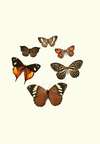 The genera of diurnal lepidoptera pl32