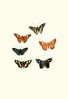 The genera of diurnal lepidoptera pl47