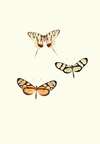 The genera of diurnal lepidoptera pl50