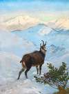 A Chamois in the Mountains