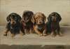 Four Dachshund puppies