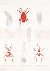 Arachnida Acaridea Pl 01