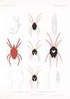 Arachnida Acaridea Pl 02