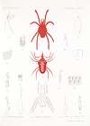 Arachnida Acaridea Pl 03