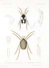 Arachnida Acaridea Pl 04