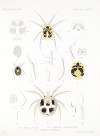 Arachnida Acaridea Pl 07
