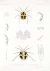 Arachnida Acaridea Pl 08