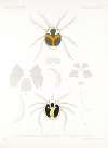 Arachnida Acaridea Pl 09