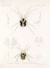 Arachnida Acaridea Pl 10