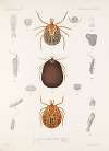 Arachnida Acaridea Pl 12
