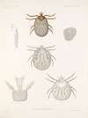 Arachnida Acaridea Pl 13