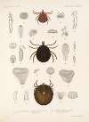 Arachnida Acaridea Pl 14