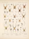 Arachnida Araneidea Pl 05