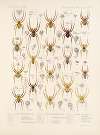 Arachnida Araneidea Pl 07