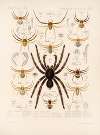 Arachnida Araneidea Pl 11